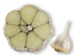 Knoblauch striped glacer der Aromaweltmeister