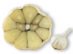 Knoblauch wilde Taiga aus Sibierien