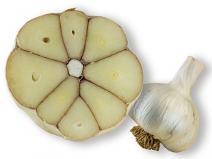 Knoblauch koranischer Bauer 
