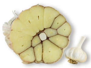 Knoblauch little Joe