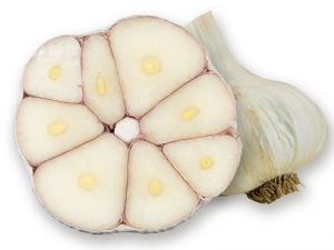 Knoblauch chesnok wight