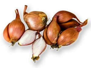 Bio Schalotten Sorte Melikor