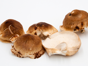 Shiitake