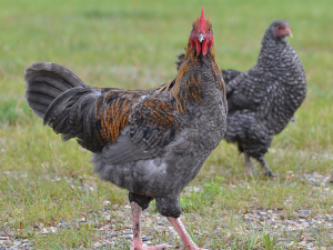 Marans Hhner