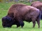 Bison