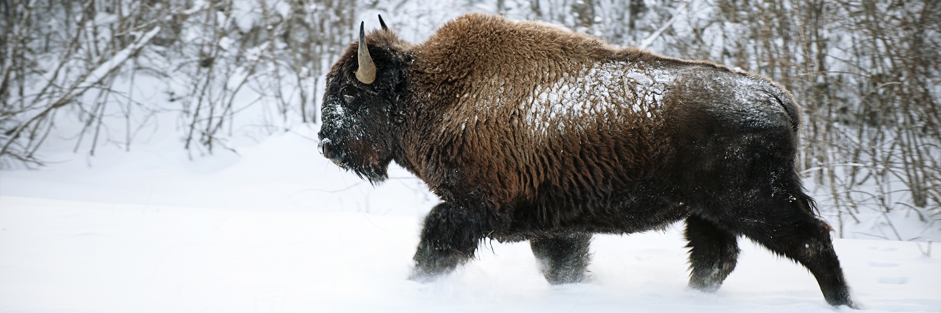 Bison Synonym für Kraft und Freiheit