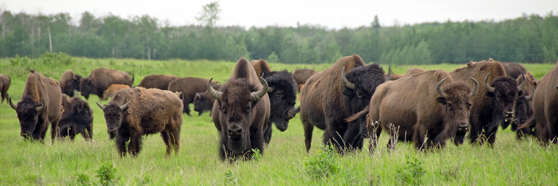 Der Bison ist zurück in Östererich