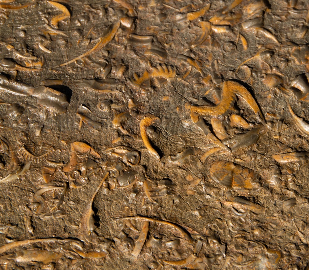 Versteinerungen der ersten Lebewesen
