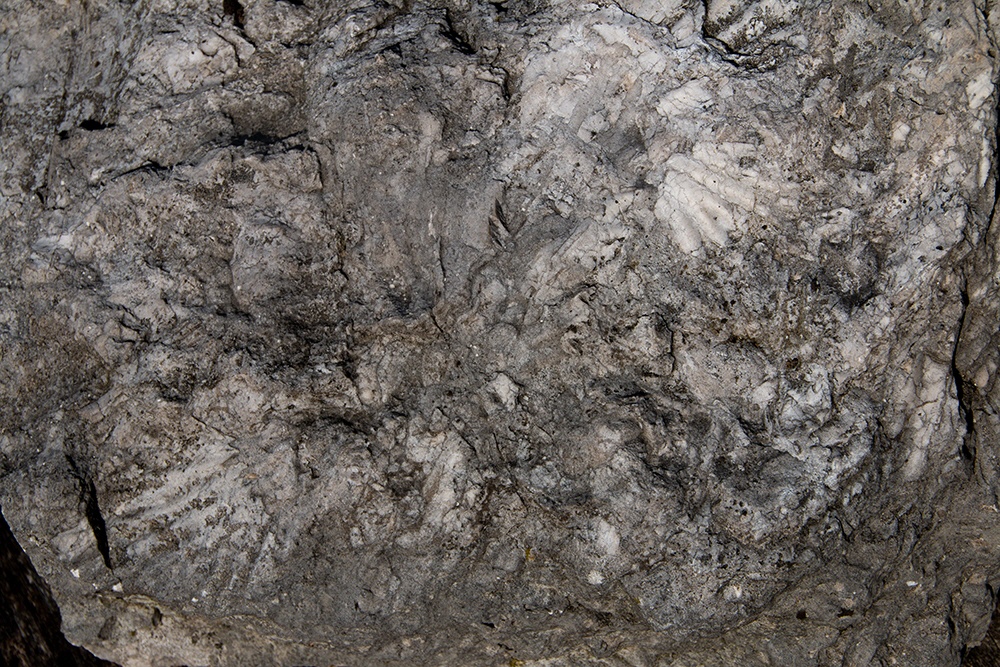 Muschelstein