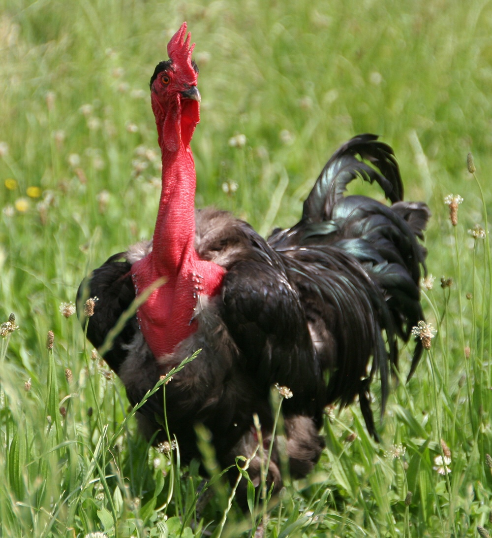 Steirisches Nackthalshuhn