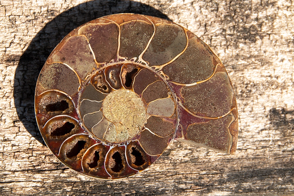 Versteinerte Meeresschnecke