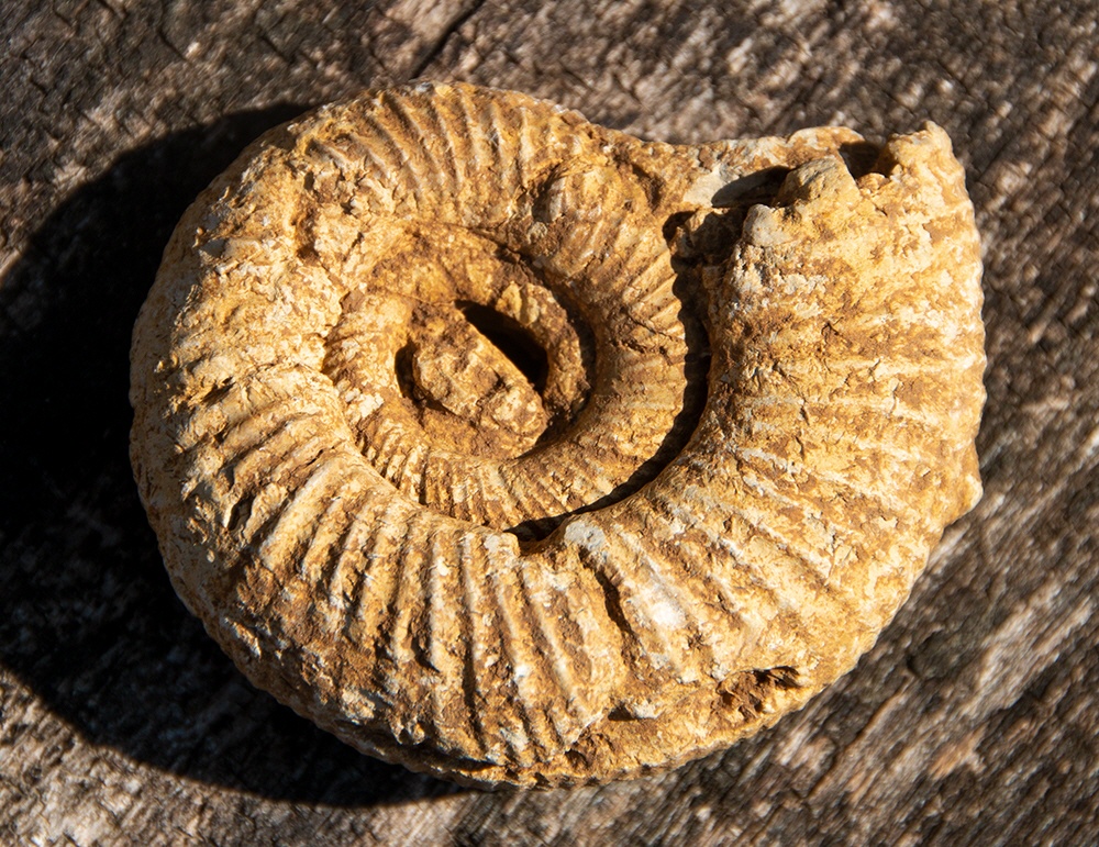 Versteinerte Meeresschnecke