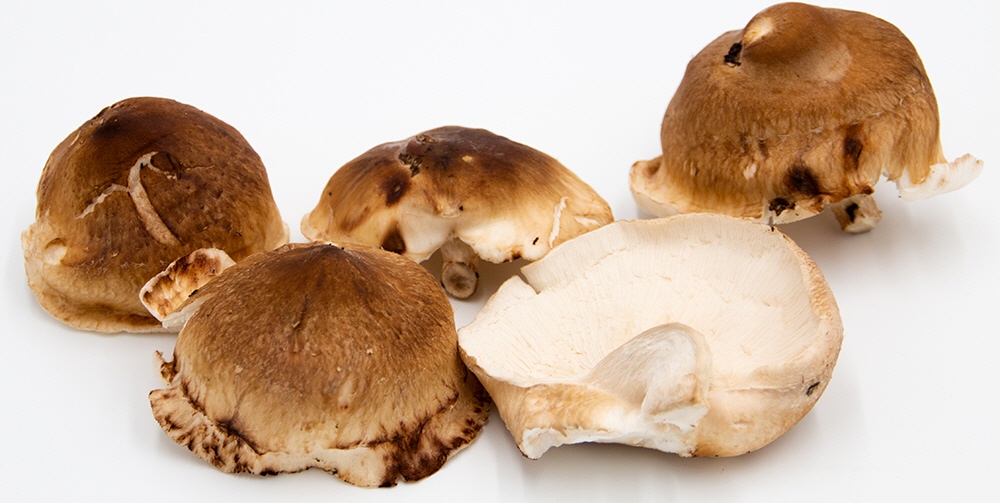Shiitake Pilz der Spermidin Kaiser